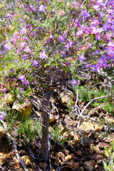 Calytrix leschenaultii