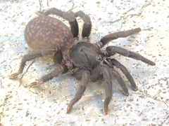 Seqocrypta jakara