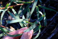 Hakea stenocarpa