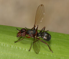 Cephalia