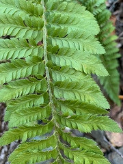 Polystichum californicum