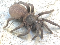 Seqocrypta jakara