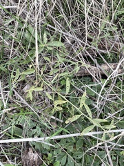 Ditaxis humilis