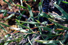 Hakea stenocarpa
