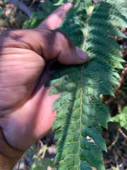 Polystichum californicum