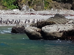 Spheniscus humboldti