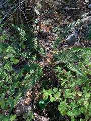 Polystichum californicum