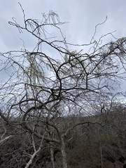 Parkinsonia aculeata