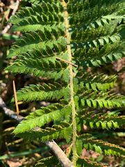 Polystichum californicum