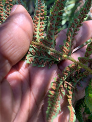 Polystichum californicum