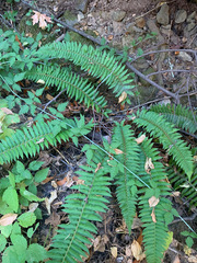 Polystichum californicum × munitum