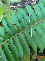 Polystichum californicum × munitum