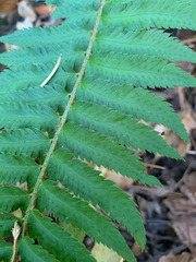 Polystichum californicum × munitum