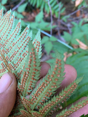 Polystichum californicum × munitum