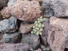 Oriastrum revolutum