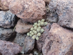 Oriastrum revolutum