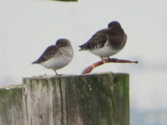 Calidris ptilocnemis