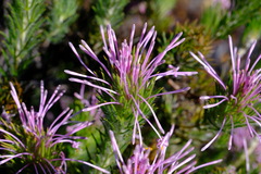 Isopogon adenanthoides