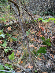 Festuca occidentalis