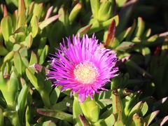 Carpobrotus chilensis