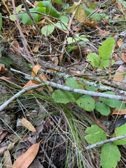 Festuca occidentalis