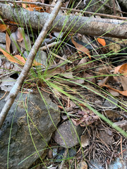 Festuca occidentalis