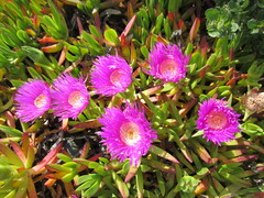 Carpobrotus chilensis