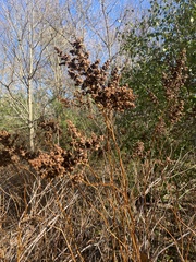 Hydrangea paniculata