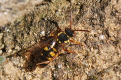 Nomada