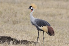Balearica regulorum