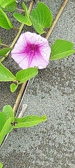 Ipomoea pes-caprae image