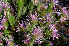 Isopogon adenanthoides