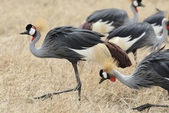 Balearica regulorum