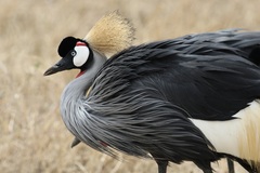 Balearica regulorum
