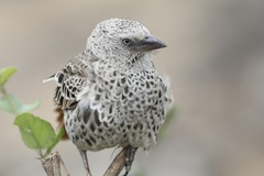 Histurgops ruficauda