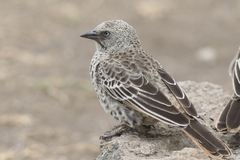 Histurgops ruficauda