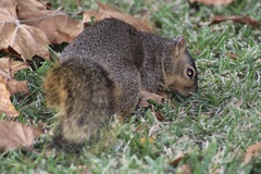 Sciurus niger