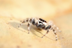 Menemerus bivittatus