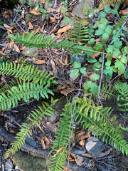 Polystichum californicum