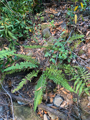 Polystichum californicum