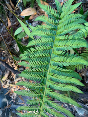 Polystichum californicum