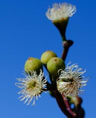 Eucalyptus pendens