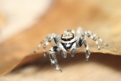 Menemerus bivittatus