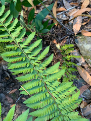 Polystichum californicum