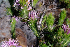 Isopogon adenanthoides