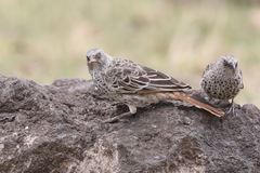 Histurgops ruficauda