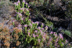 Isopogon adenanthoides