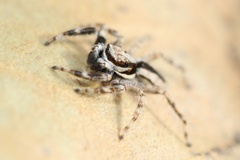 Menemerus bivittatus