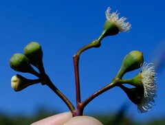 Eucalyptus pendens