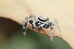 Menemerus bivittatus